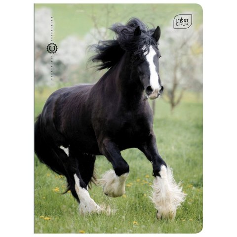 Zeszyt Interdruk A5 32k. 70g trzy linie Zeszyt Interdruk A5 32k. 70g trzy linie