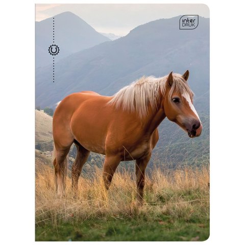 Zeszyt Interdruk WILD HORSES A5 32k. 70g linia kolor