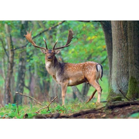 Kalendarz ścienny LEŚNI PRZYJACIELE rodzinny 2026 280mm x 400mm Lucrum (WL07) Kalendarz ścienny LEŚNI PRZYJACIELE rodzinny 2026 280mm x 400mm Lucrum (WL07)