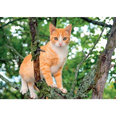 Kalendarz ścienny koty i kotki rodzinny 280mm x 200mm Lucrum (WL09) Kalendarz ścienny koty i kotki rodzinny 280mm x 200mm Lucrum (WL09)